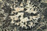 Polished Orbicular Granite Section - Western Australia #317973-1